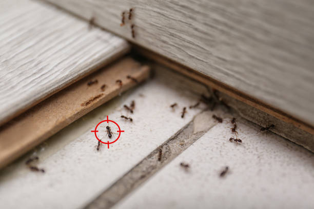 Best Best Pest Control Companies  in Fort Lupton, CO